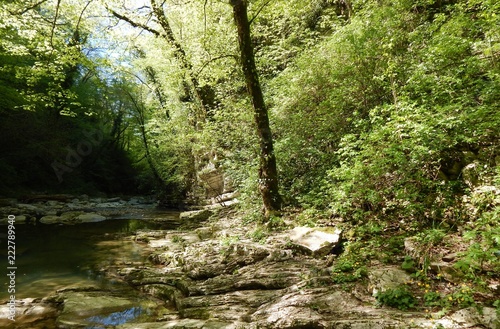 river in forest