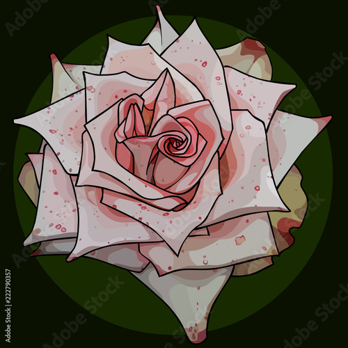 painted bud of acicular rose in pink speckled