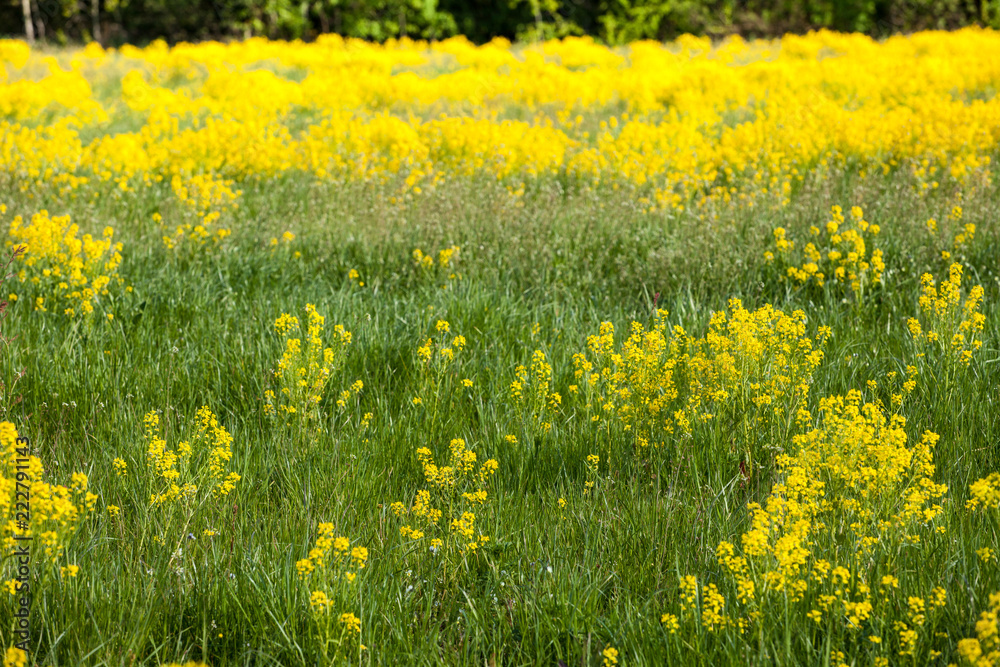 Obraz premium spring landscape of rape in full bloom,rapeseed flowers were yellowing the fields