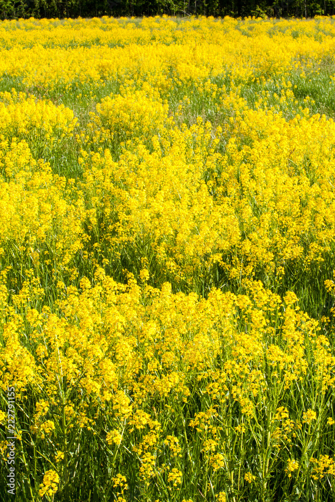 spring landscape of rape in full bloom,rapeseed flowers were yellowing the fields spring landscape of rape in full bloom,rapeseed flowers were yellowing the fields