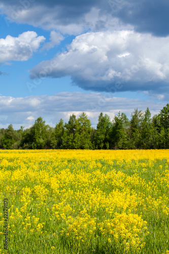 spring landscape of rape in full bloom,rapeseed flowers were yellowing the fields