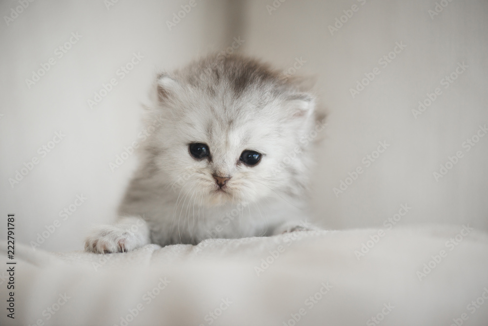 Cute kitten playing on a sofa and look at camera