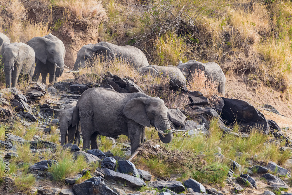 Fototapeta premium A family of elephants on the banks of the Mara River. Masai Mara, Kenya. Africa