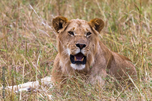 A young lion lies on the grass in the savannah. Masai Mara. Kenya  Africa
