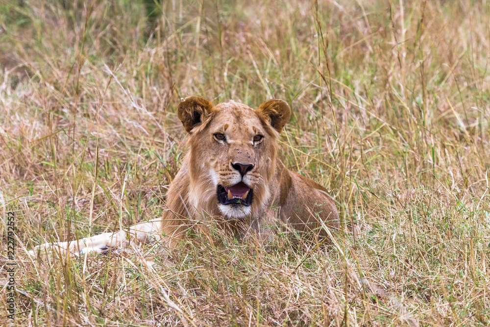 Portrait of a young lion resting. Kenya, Africa Portrait of a young lion resting. Kenya, Africa