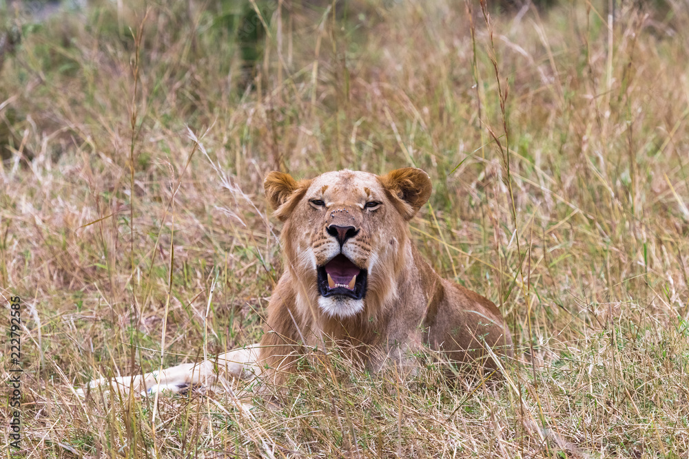 Naklejka premium Portrait of a resting young lion. Kenya, Africa