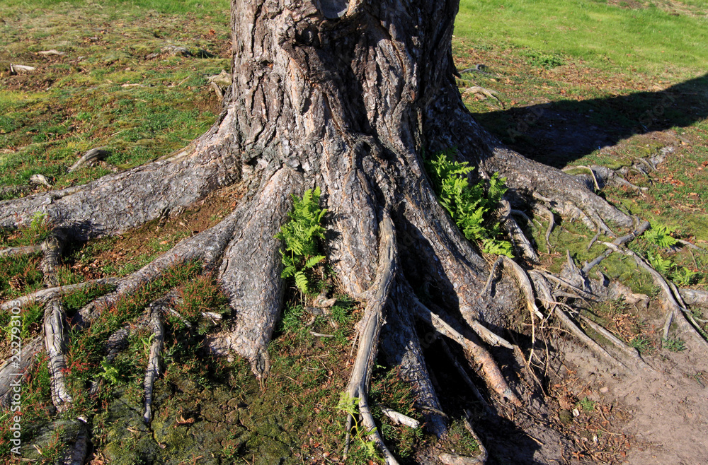 Tree Roots