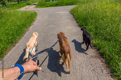 Fototapeta Naklejka Na Ścianę i Meble -  Angeleinte Hunde beim Gassi
