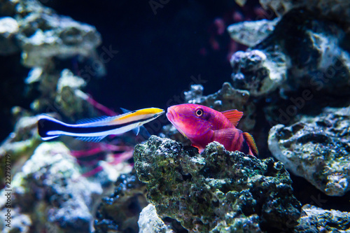 Cleaner Wrasse (Labroides dimidiatus), attending and cleaning a Long- Barbel Goatfish