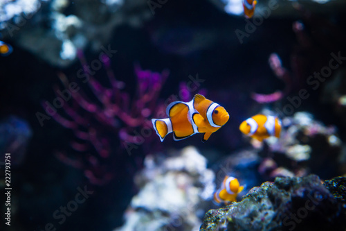 Clownfish In Marine Aquarium
