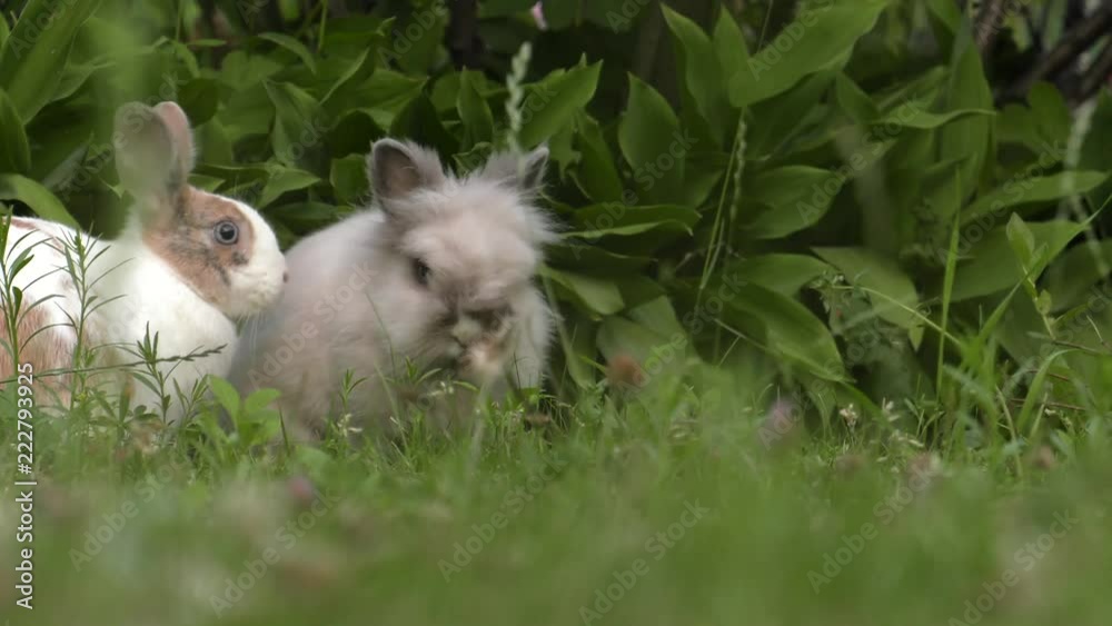 The charming gray bunny. Green grass in the garden. Panning,Closeup, The charming gray bunny. Green grass in the garden. Panning,Closeup,