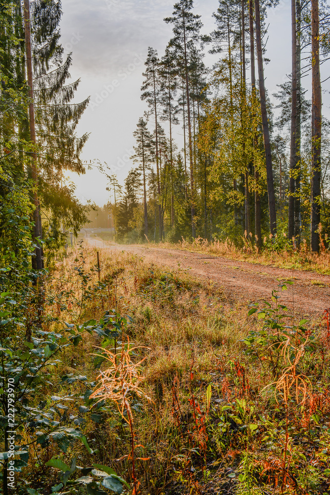 Obraz premium Early autumn Sunny morning after rain. Russia, Leningrad region.