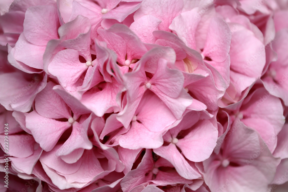 Close-up of pastel pink hydrangea macrophylla (hortensia) flower