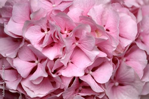 Close-up of pastel pink hydrangea macrophylla  hortensia  flower