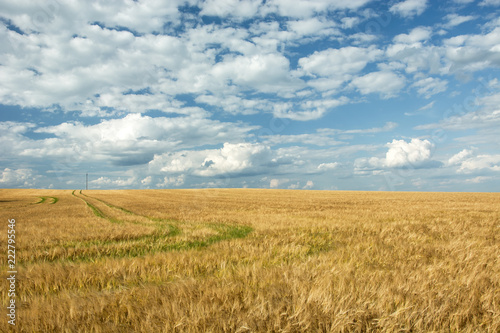 Technological path on barley field