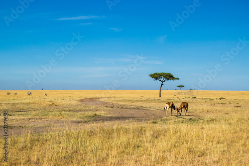 Antelopes playing on Kenyan savannah