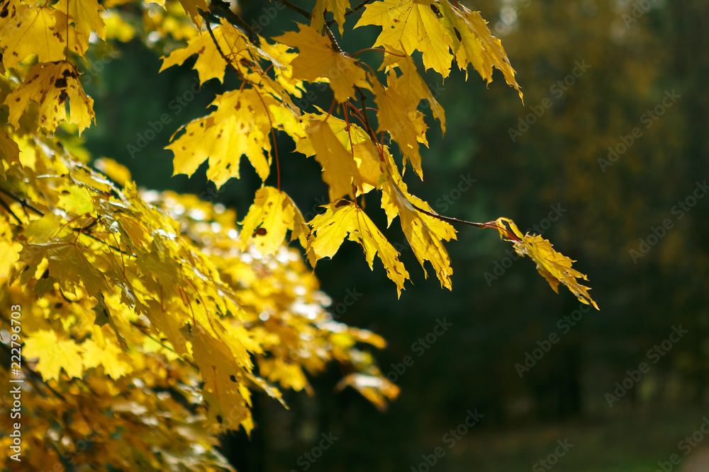 Autumn trees with yellow leaves in the forest on the road through the autumn forest. Autumn trees with yellow leaves in the forest on the road through the autumn forest.