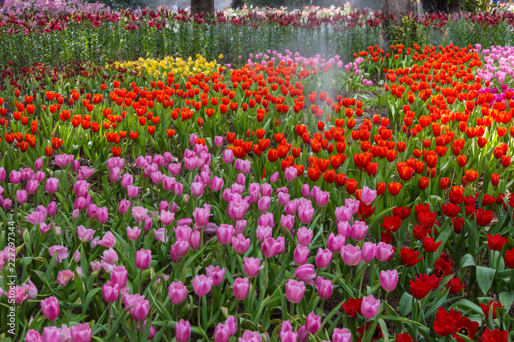 magical landscape with sunrise over tulip field