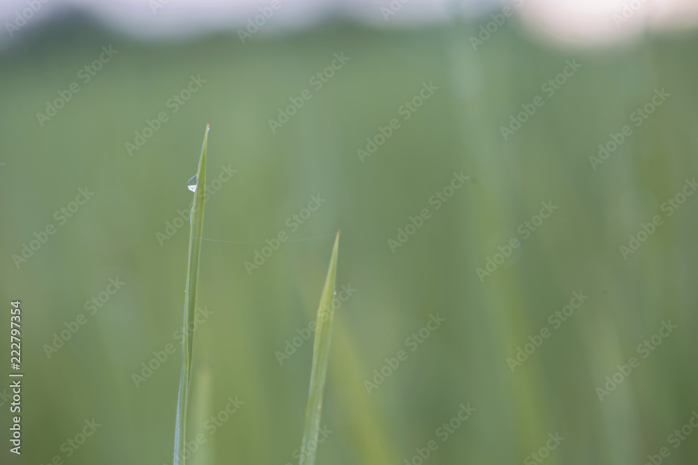 rice framming rice filed in green season rice framming rice filed in green season
