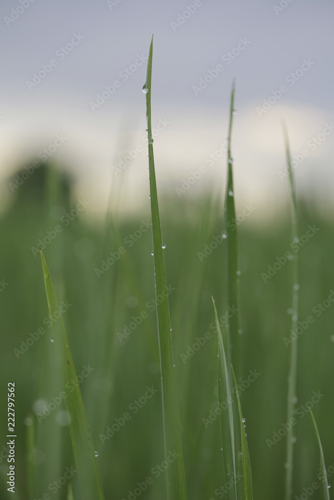 rice framming rice filed in green season rice framming rice filed in green season