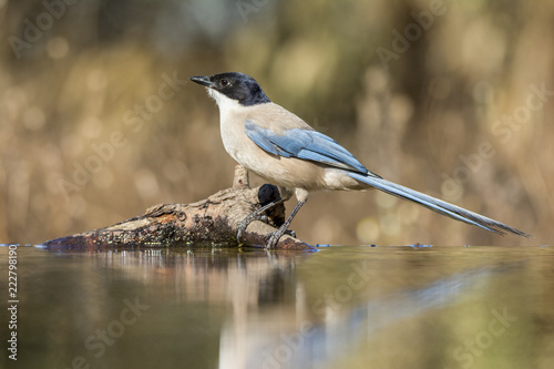 Pêga Azul © Ana