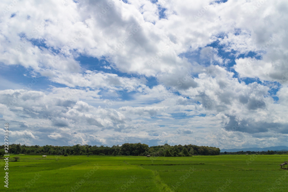 Beautiful green paddy field and blue sky, Nature background. Beautiful green paddy field and blue sky, Nature background.