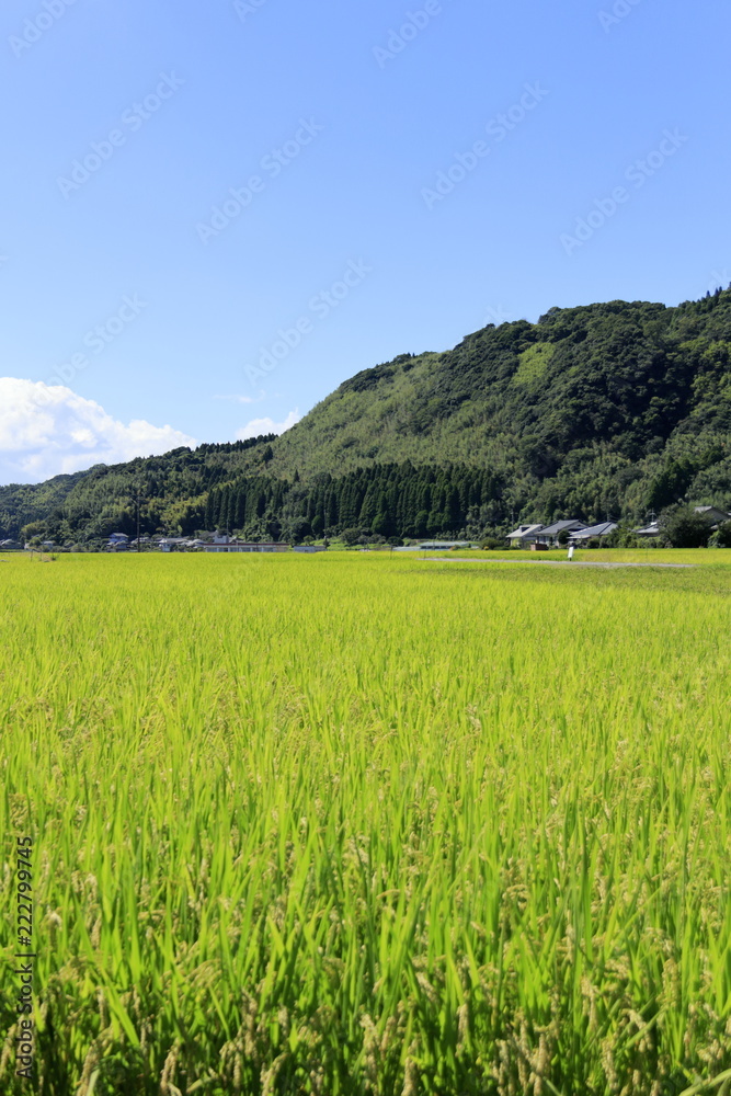 稲の浮かぶ街と山