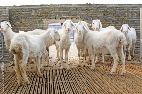Fototapeta Naklejka Na Ścianę i Meble -  meat goats at a farm