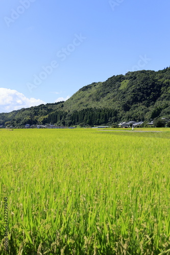 稲の浮かぶ街と山