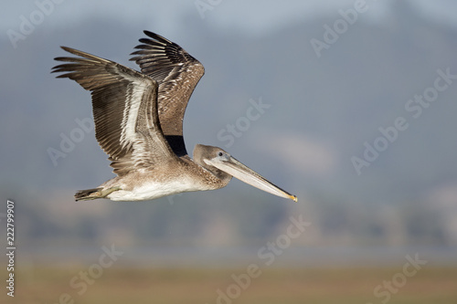 Canvas Print A brown pelican (Pelecanus occidentalis) in flight at Moss landing California