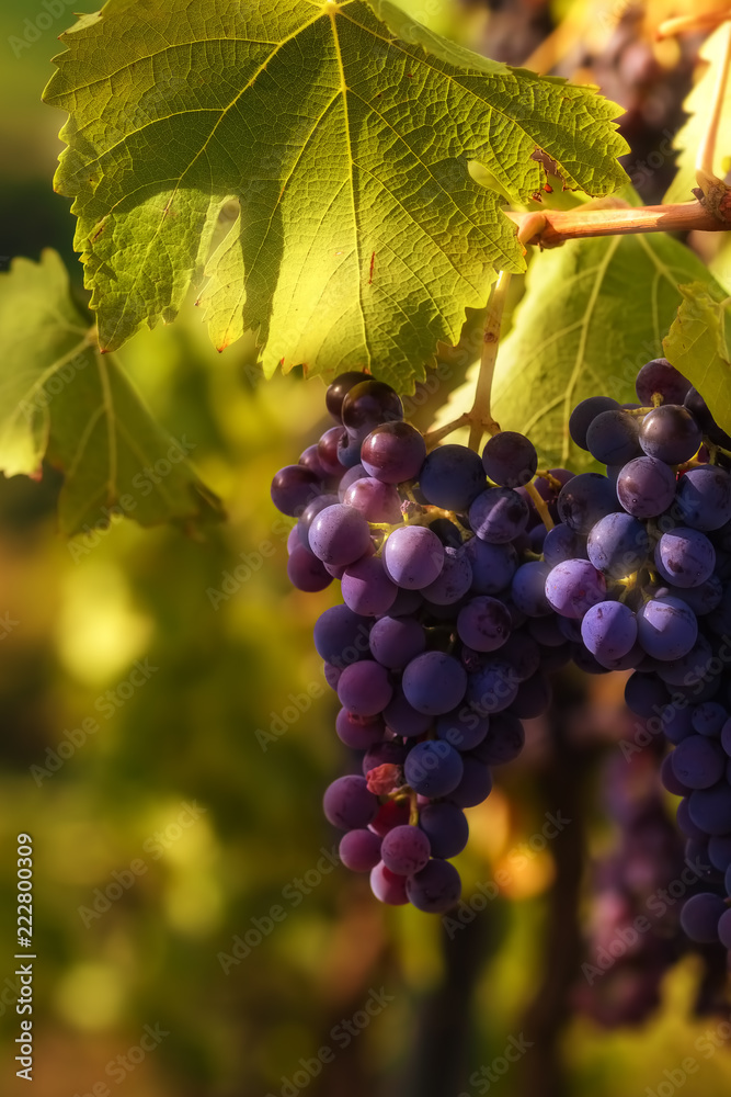 Ripe black grapes on vine, ready for harvest Ripe black grapes on vine, ready for harvest
