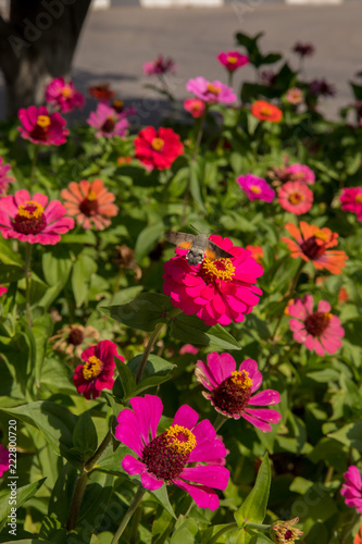 Incest on bright flowers of zinnia