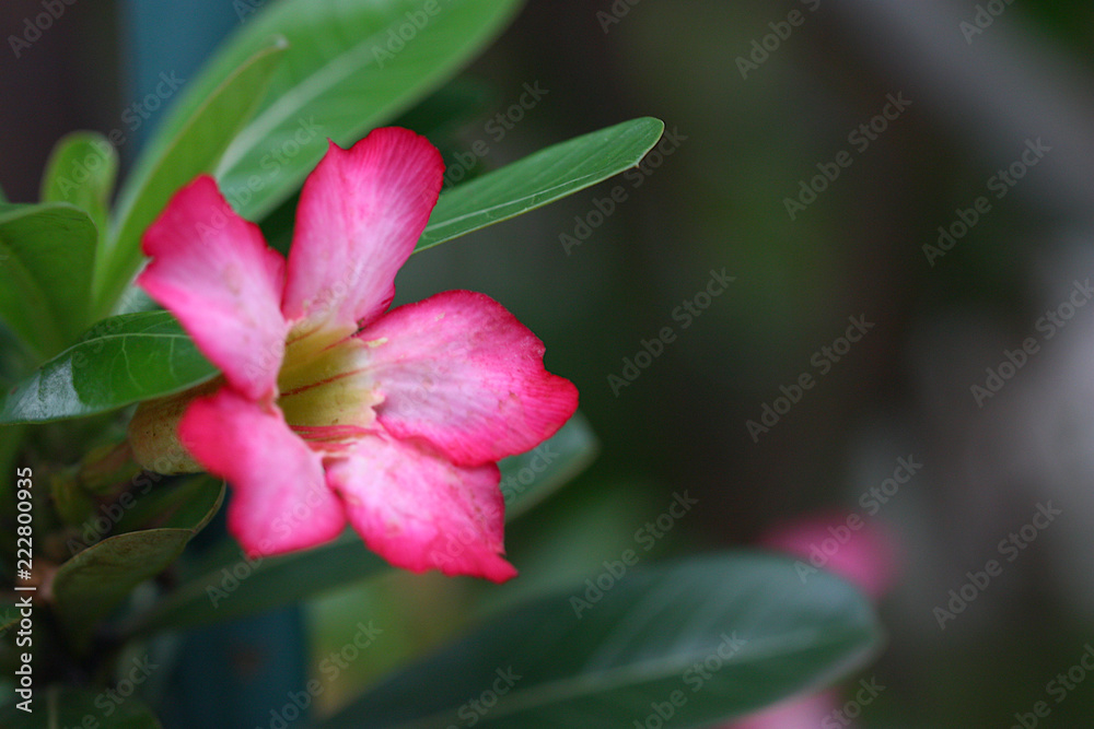 red and pink flower on blur background