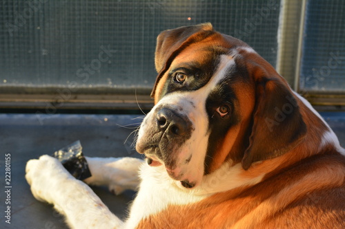 Saint Bernard in twilight