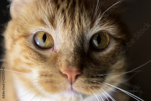 Dramatic split lighting on close up of orange cat’s face