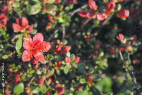 春 花 素材