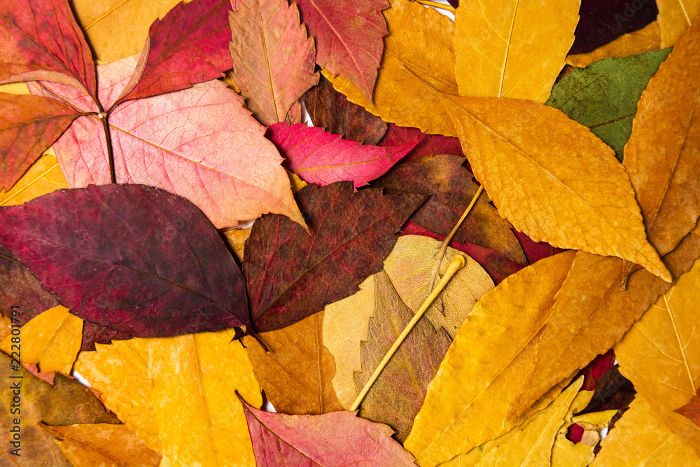 Autumn leafs on a pile making background