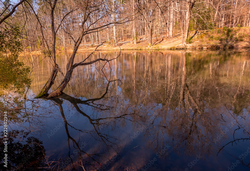 Obraz premium Dead tree in pond