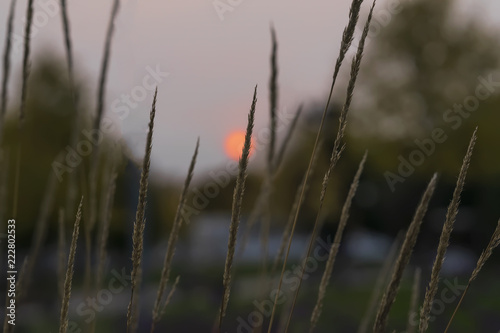 Decorative landscaped plants, ears close-up, sunset, late evening