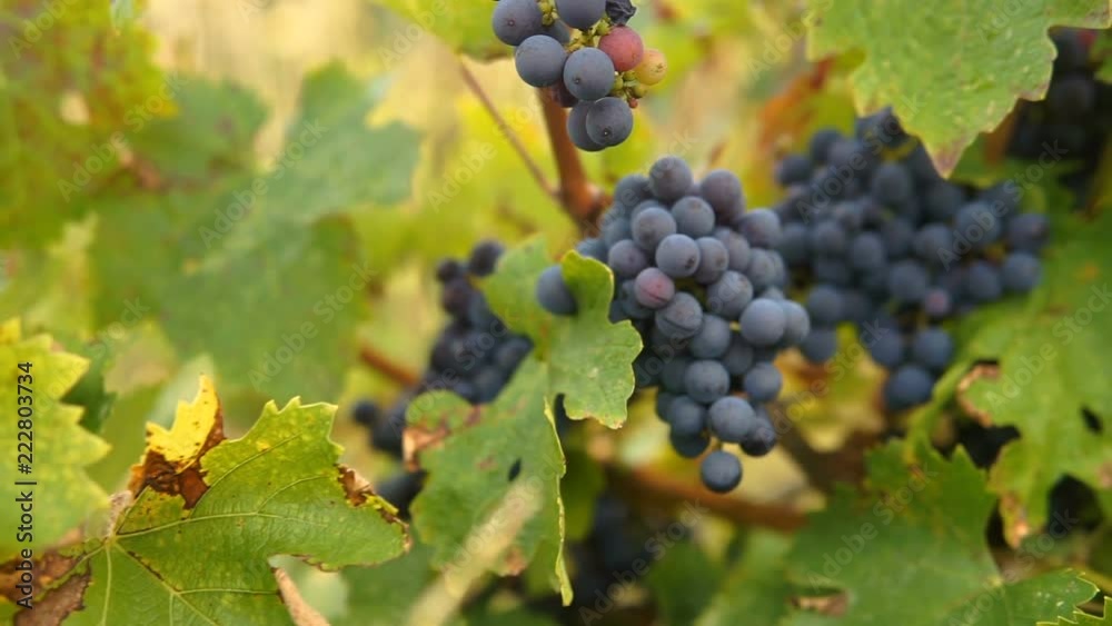 Bunches of heavy ripe dark purple vine grape