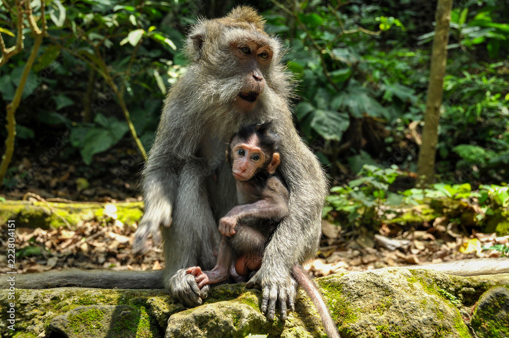 Two monkeys are sitting on the temple on Bali Two monkeys are sitting on the temple on Bali