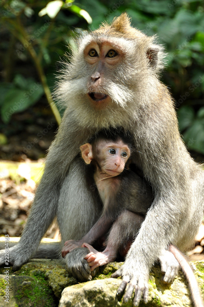 Fototapeta premium Two monkeys are sitting on the temple on Bali