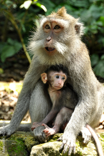 Two monkeys are sitting on the temple on Bali