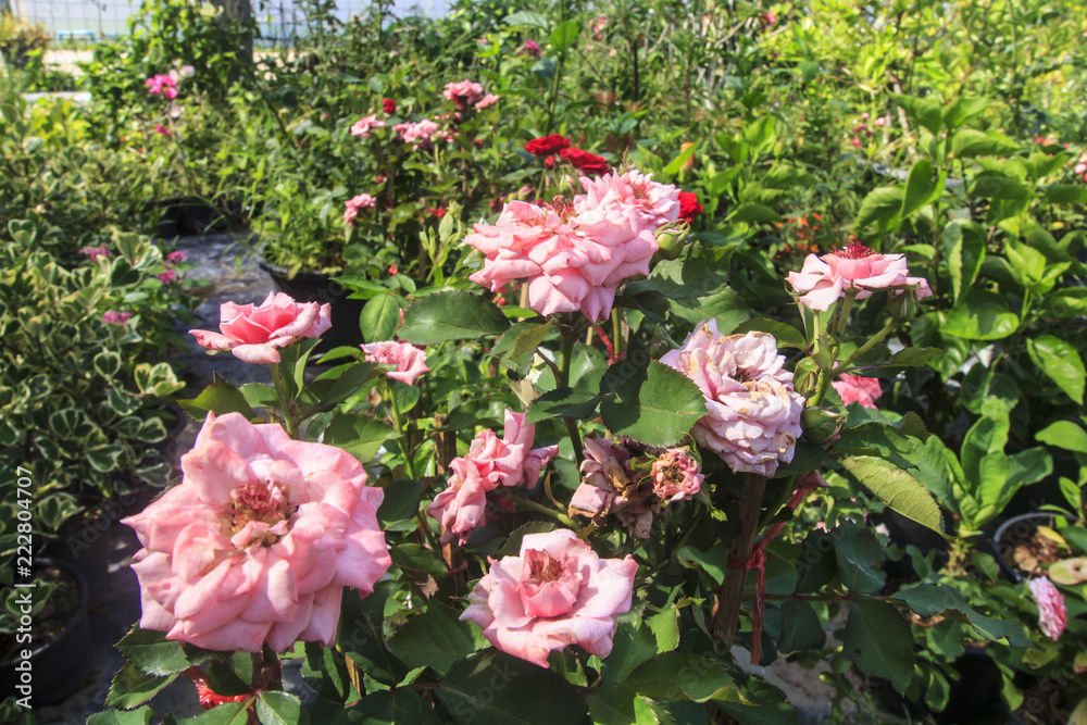 Rose flower of love Rose flower of love