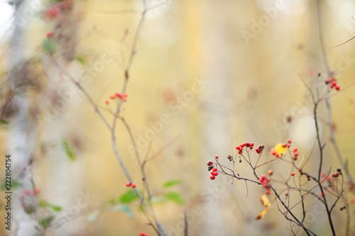 Red ripe rowanberries (Sorbus aucuparia) in autumn forest against blurred defocused background. © ekim