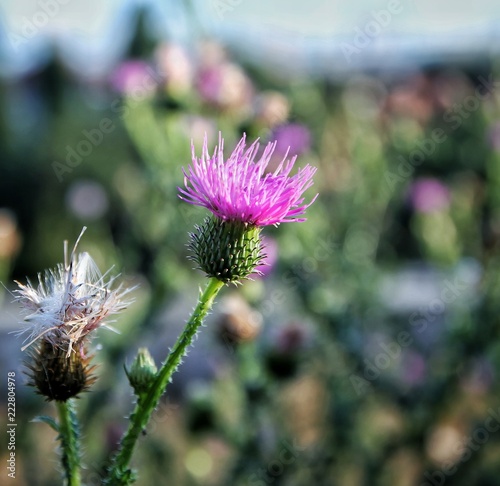 Photo flower of thistle