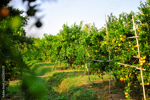 Orange garden with many ripe orchards. Yellow face The orange garden of the gardeners waiting for the harvest.