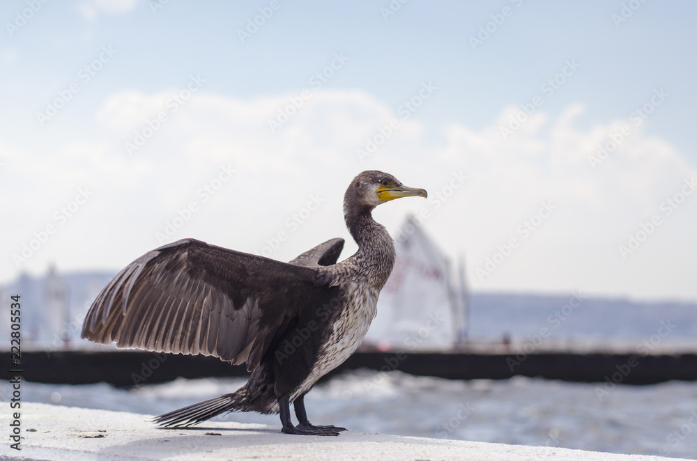 Great Cormorant (Phalacrocorax carbo) drying wings Great Cormorant (Phalacrocorax carbo) drying wings