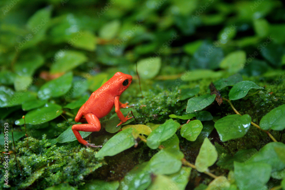 Fototapeta premium Rot grün