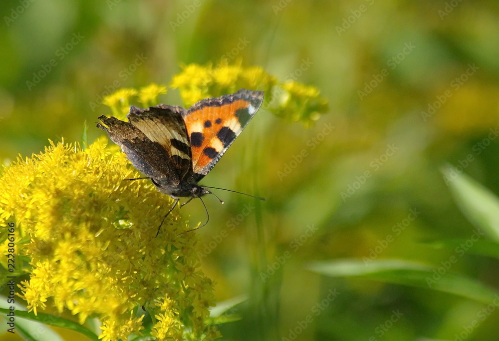 Fototapeta premium Little tortoiseshell butterfly on yellow flowers. Aglais urticae.